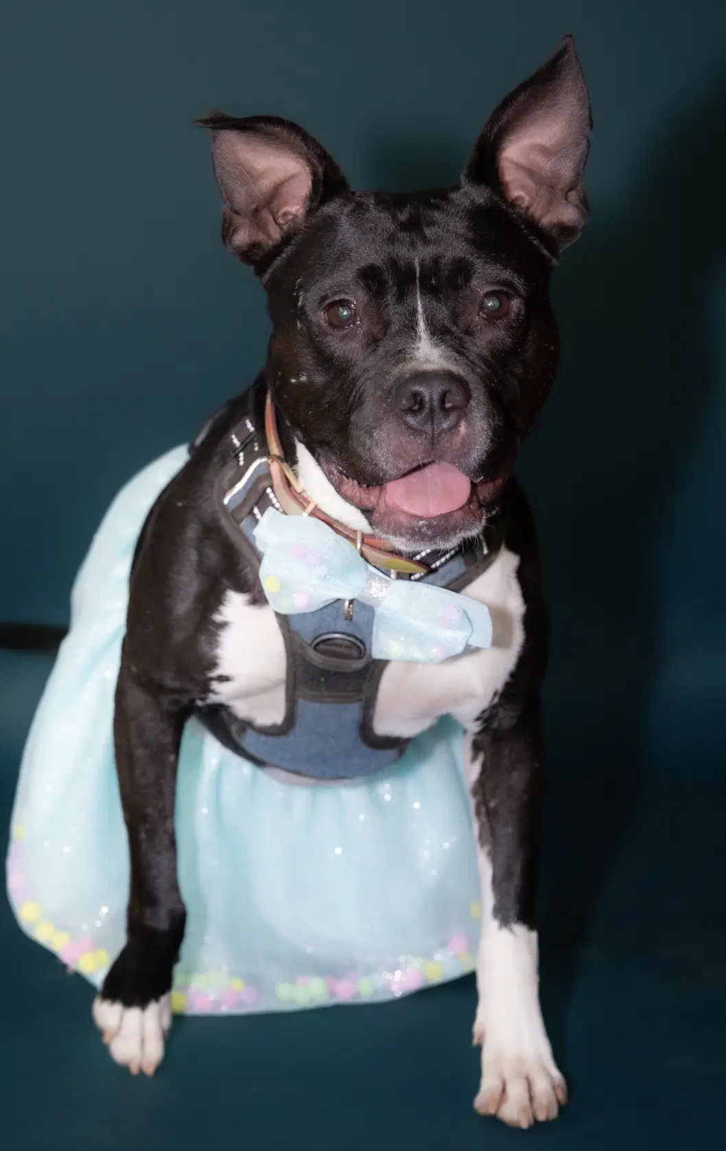Midgie - Terrier