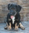 Knox - Photo 2