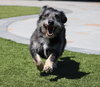 Knox - Photo 5