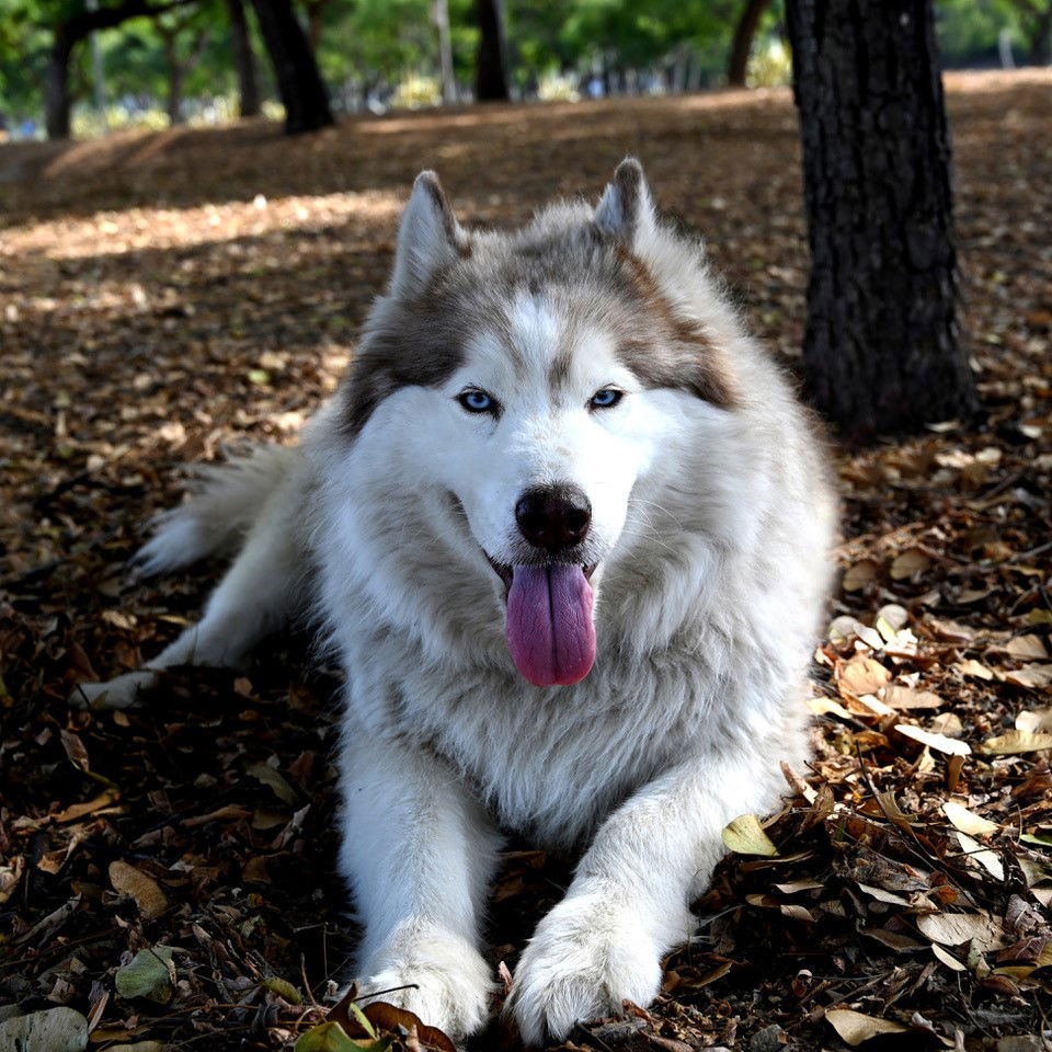 adoptable Dog in San Diego, CA named Beatrice