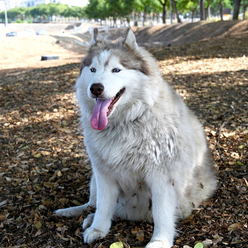 BEATRICE - Husky available for adoption