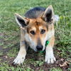 adoptable Dog in San Diego, CA named Jake