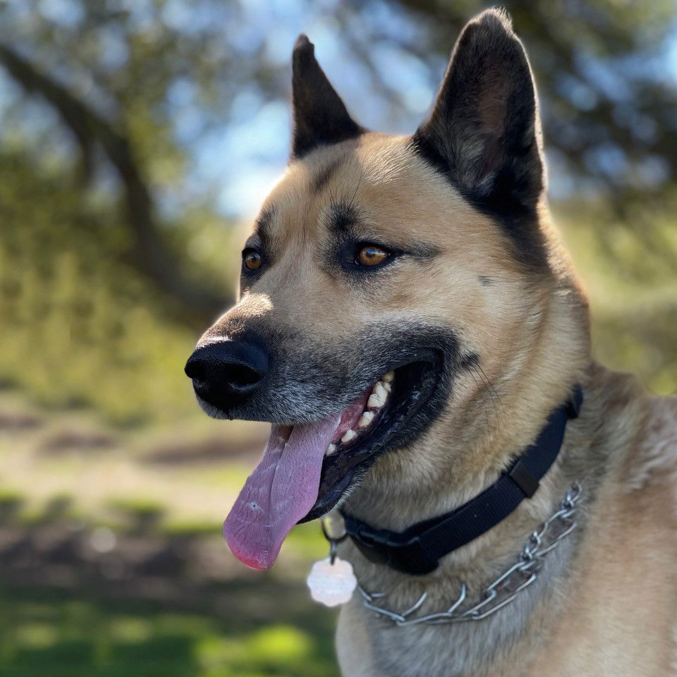 adoptable Dog in San Diego, CA named Nago