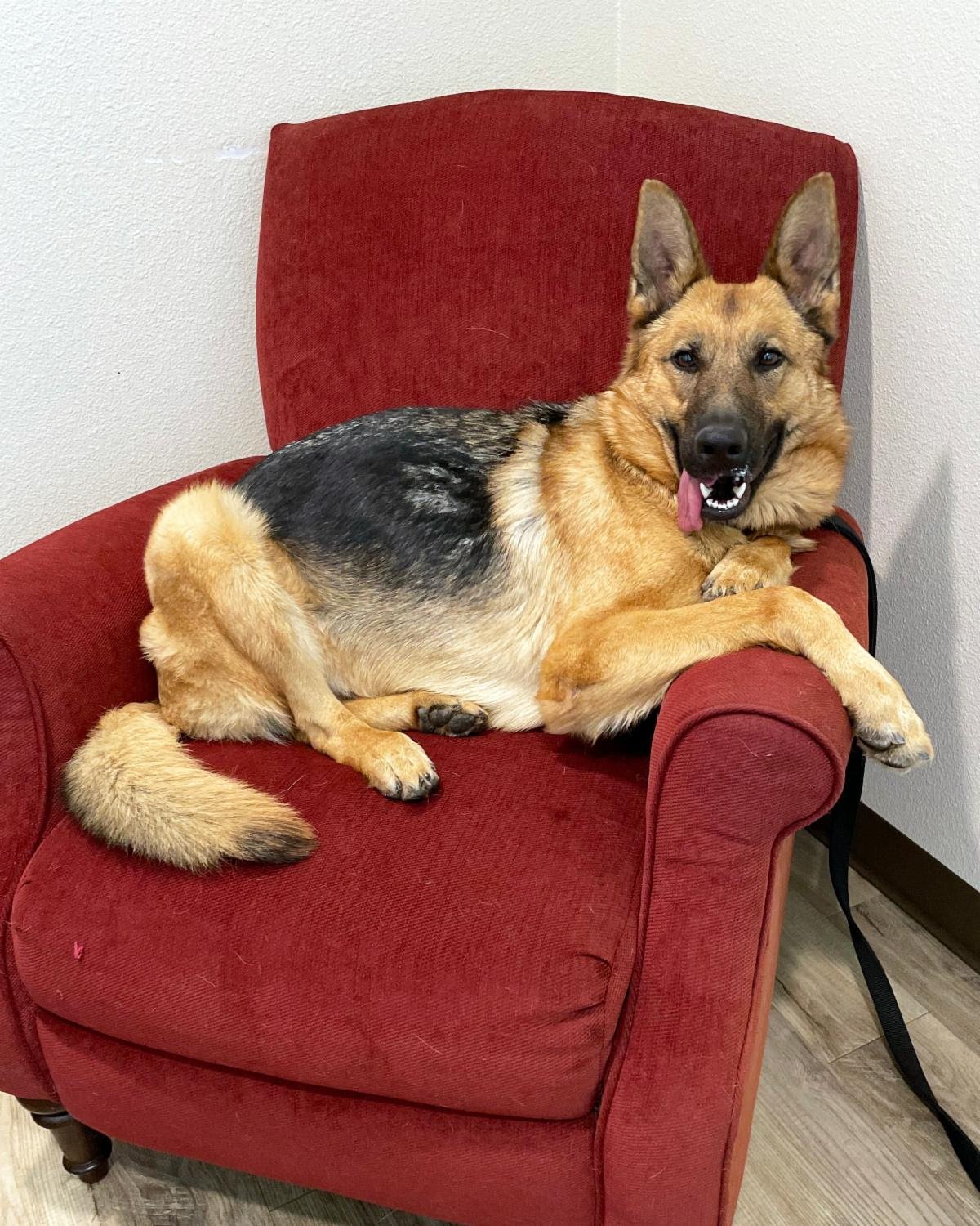 adoptable Dog in San Diego, CA named Isla