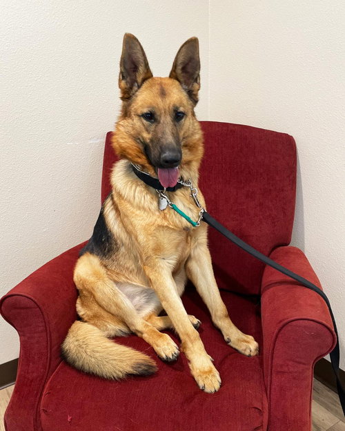 ISLA - German Shepherd Dog available for adoption