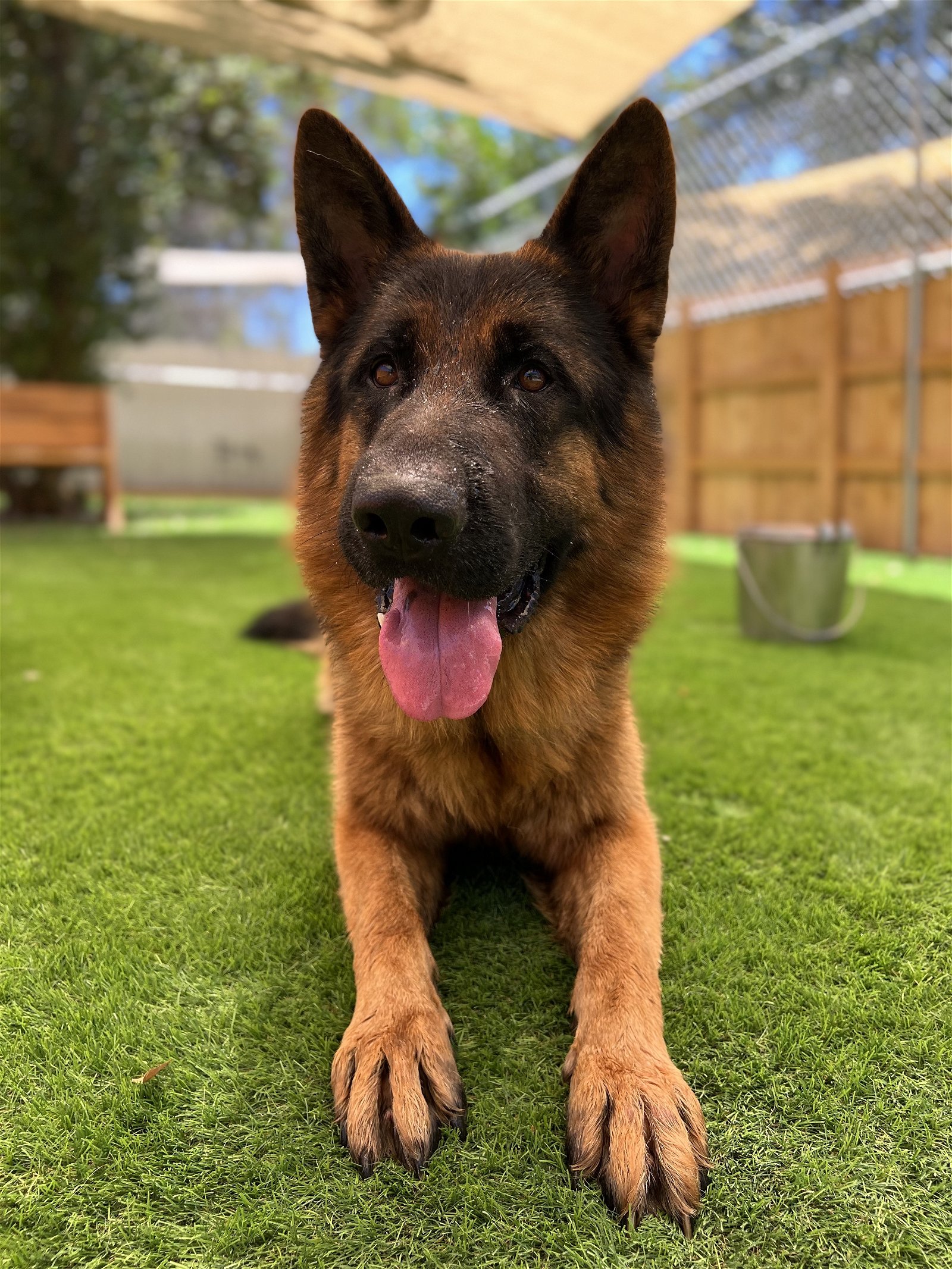 adoptable Dog in San Diego, CA named Ragnar