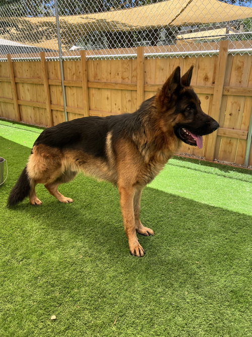 RAGNAR - German Shepherd Dog available for adoption