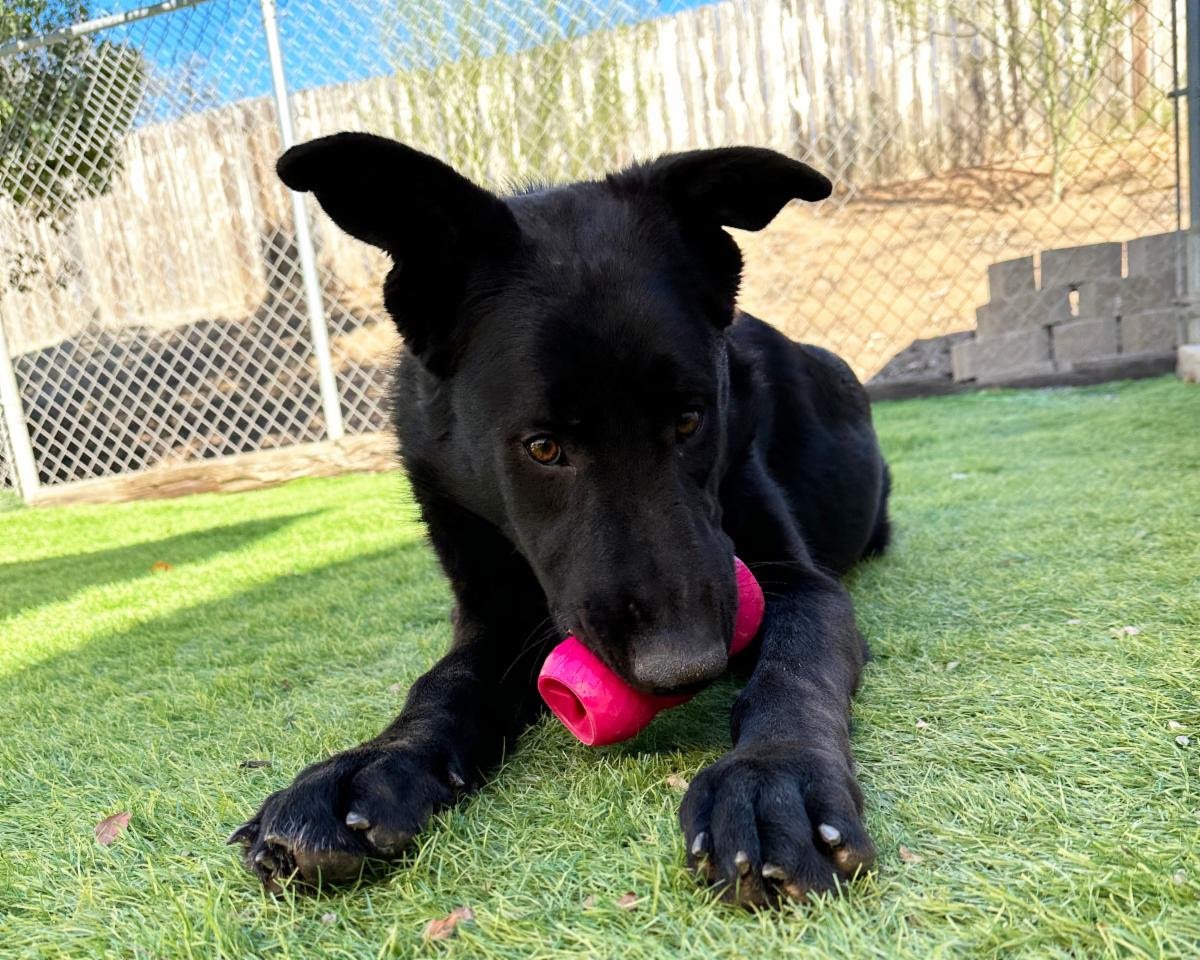adoptable Dog in San Diego, CA named Tyler