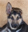 adoptable Dog in san diego, CA named Alek