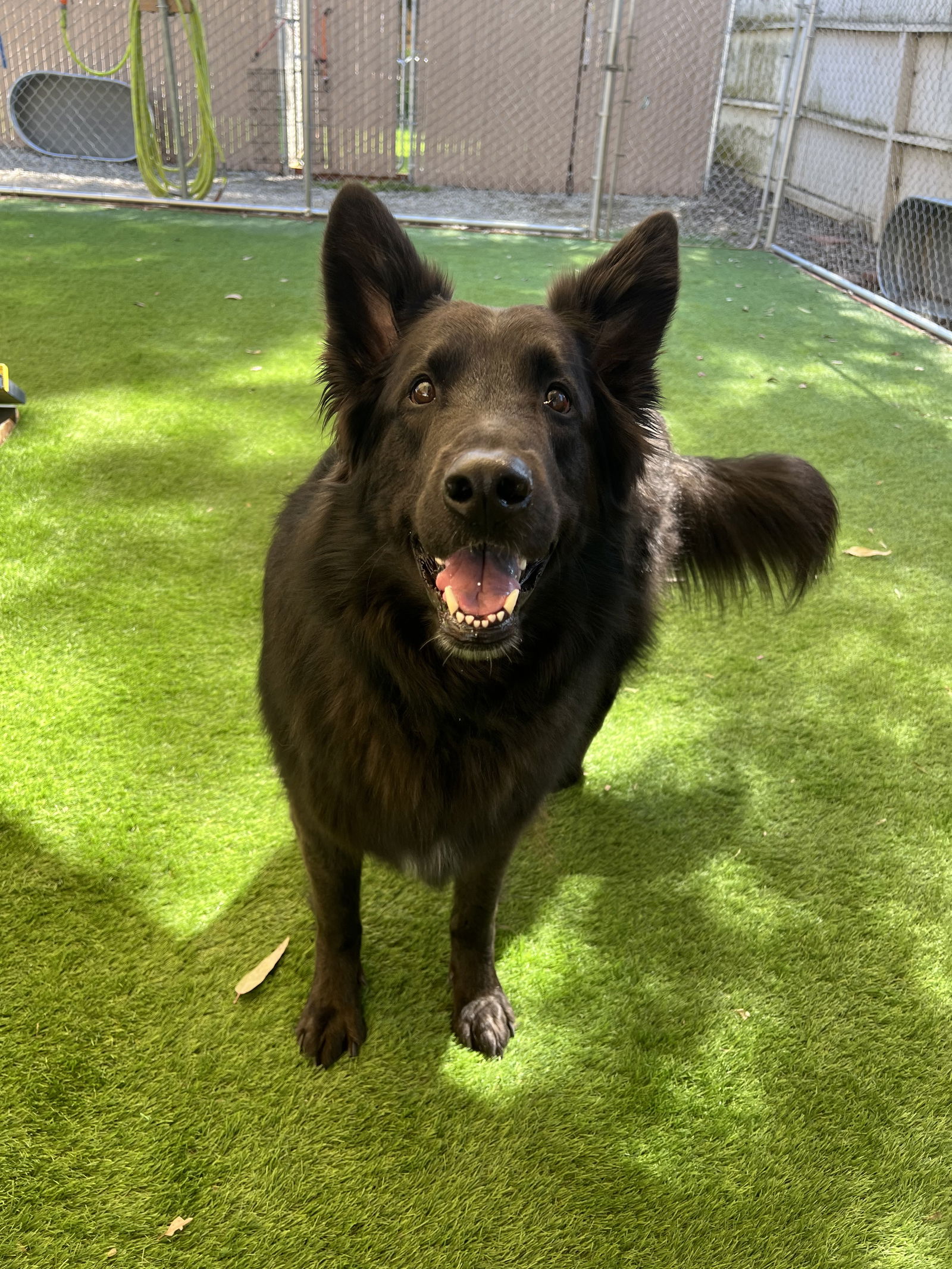 adoptable Dog in San Diego, CA named Enzo