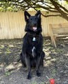 Enzo - Photo 2