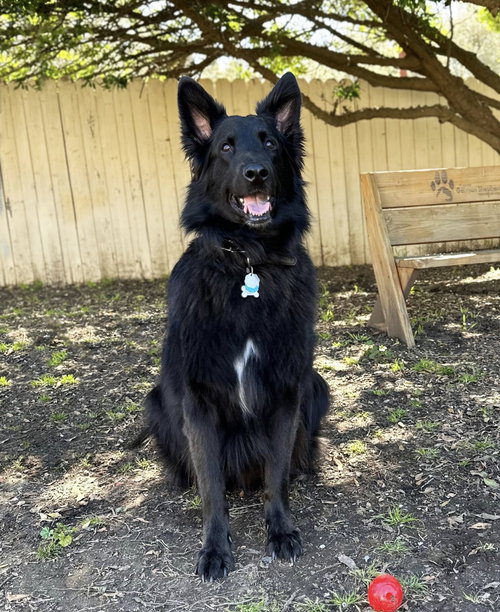 ENZO - German Shepherd Dog available for adoption