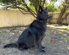 Enzo - Photo 3