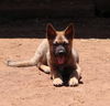 adoptable Dog in San Diego, CA named Delta