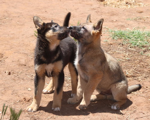 DELTA - German Shepherd Dog available for adoption