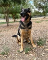 Trapper - Photo 4