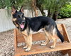 Trapper - Photo 5