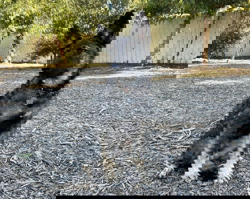 picture of the dog needing adoption