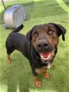 adoptable Dog in  named Giovanni