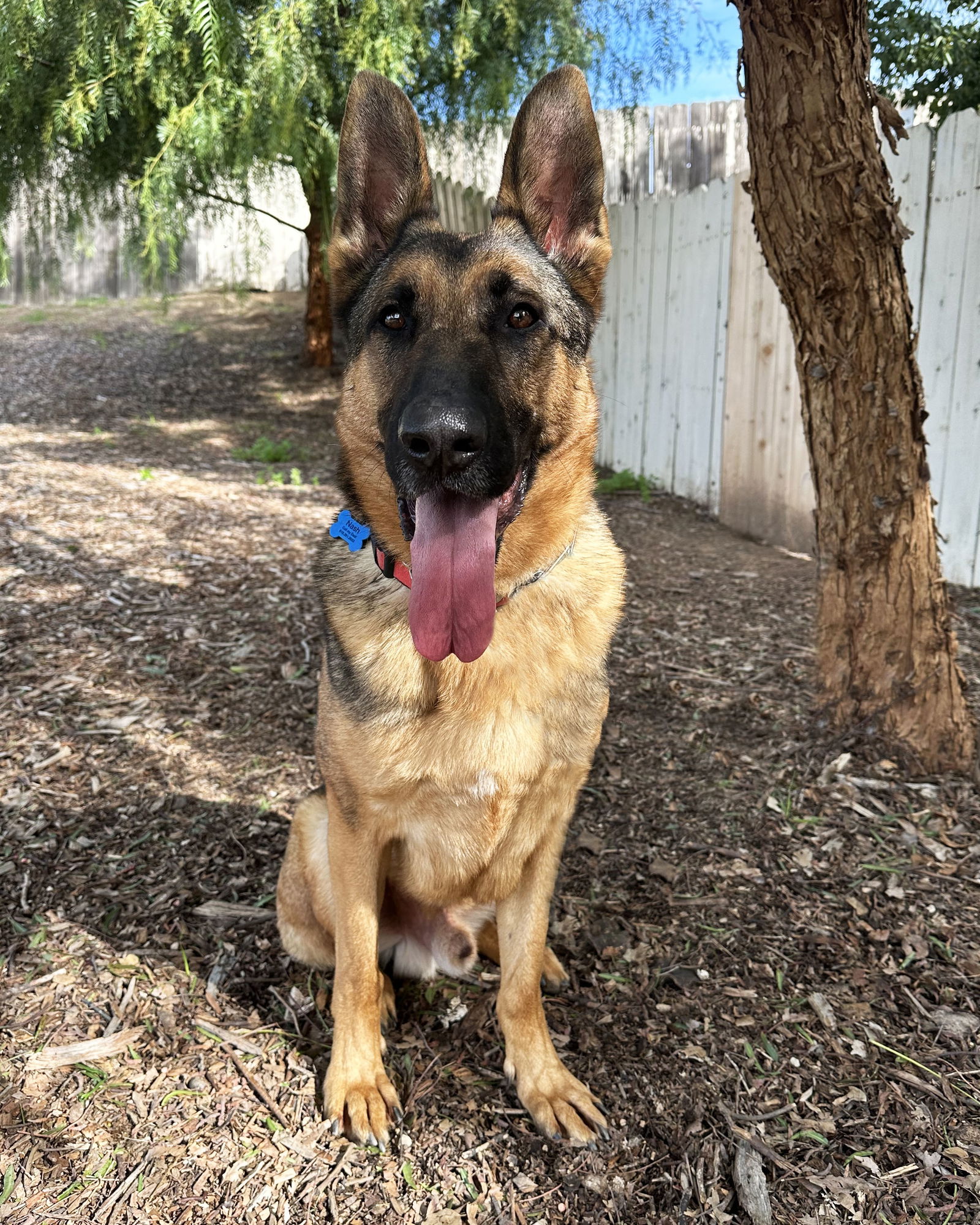 adoptable Dog in San Diego, CA named Nash