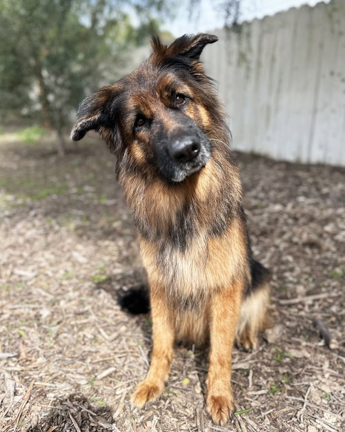 MABEL - German Shepherd Dog available for adoption