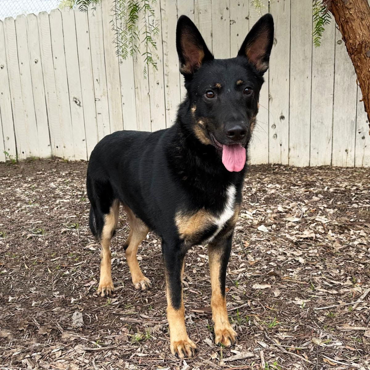 adoptable Dog in San Diego, CA named Wyatt