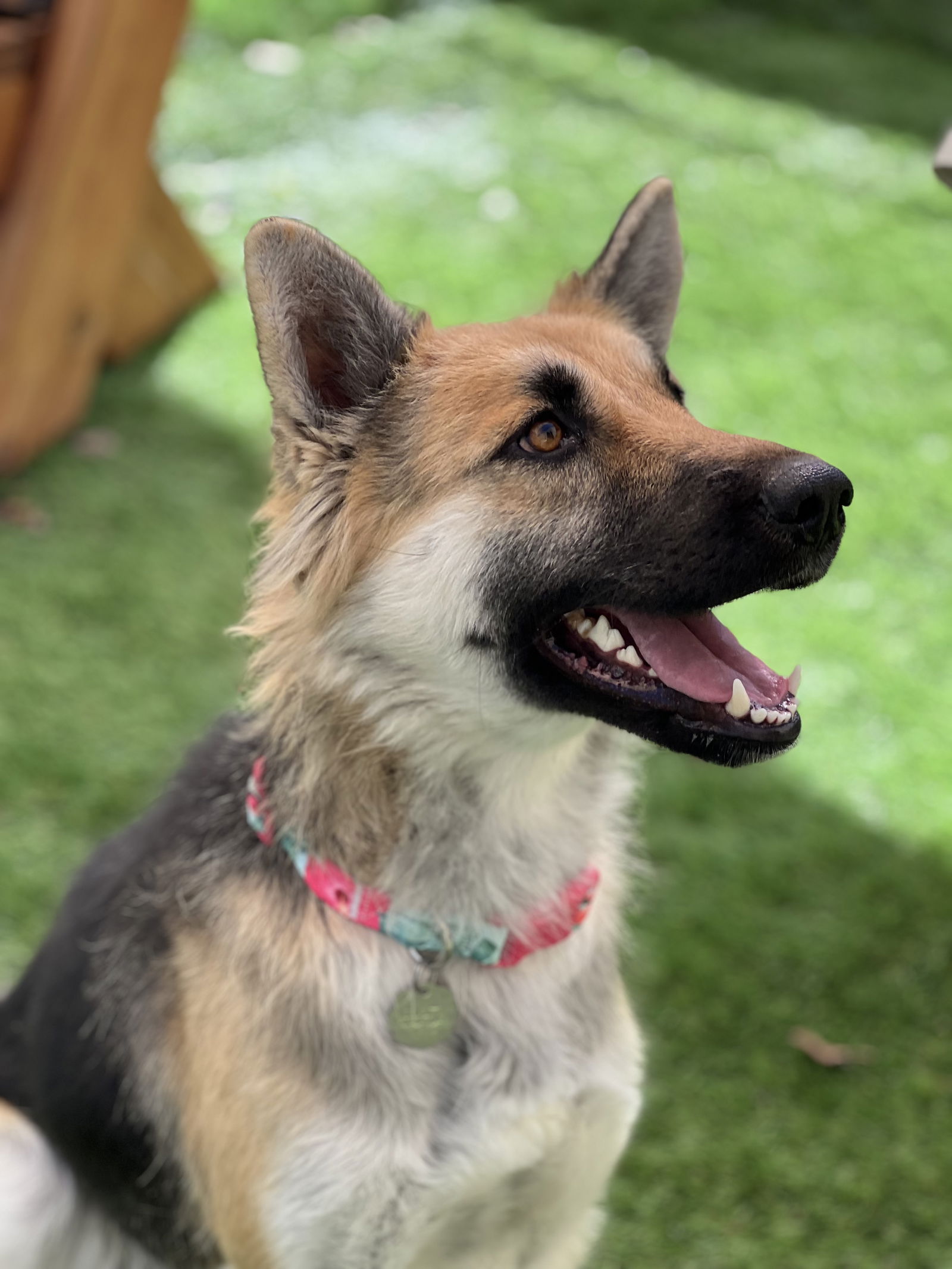 dog-for-adoption-zoey-a-german-shepherd-dog-in-lakeside-ca-alpha-paw