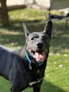 adoptable Dog in  named Theo