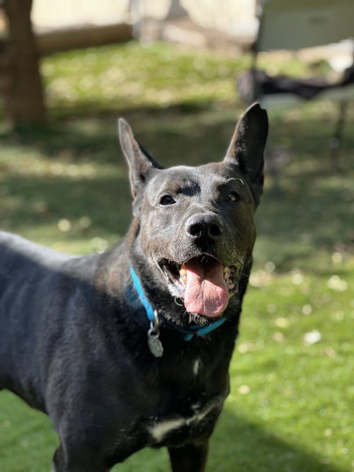 THEO - German Shepherd Dog available for adoption