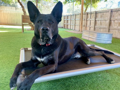THEO - German Shepherd Dog for adoption in San Diego