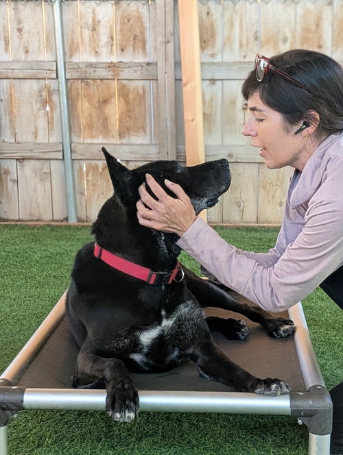 THEO - German Shepherd Dog available for adoption