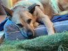 Timmy - Photo 3
