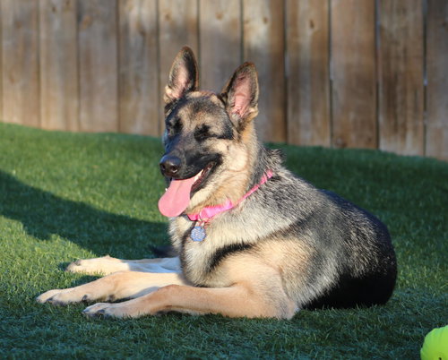 IVY - German Shepherd Dog available for adoption
