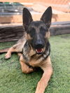 adoptable Dog in san diego, CA named Anthony