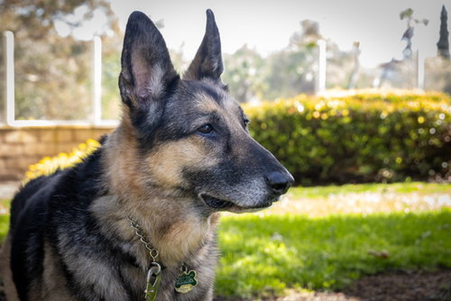 GUNNAR - German Shepherd Dog available for adoption