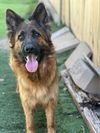 adoptable Dog in san diego, CA named Ari