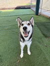 adoptable Dog in san diego, CA named Asha