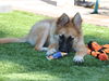 adoptable Dog in  named Beckett
