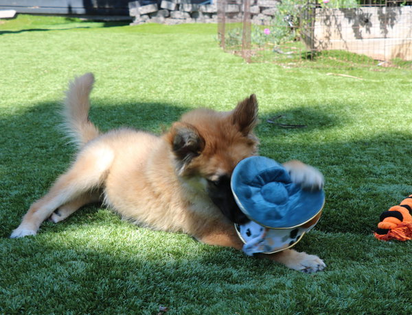 Beckett