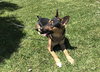 Gunner II - Photo 5