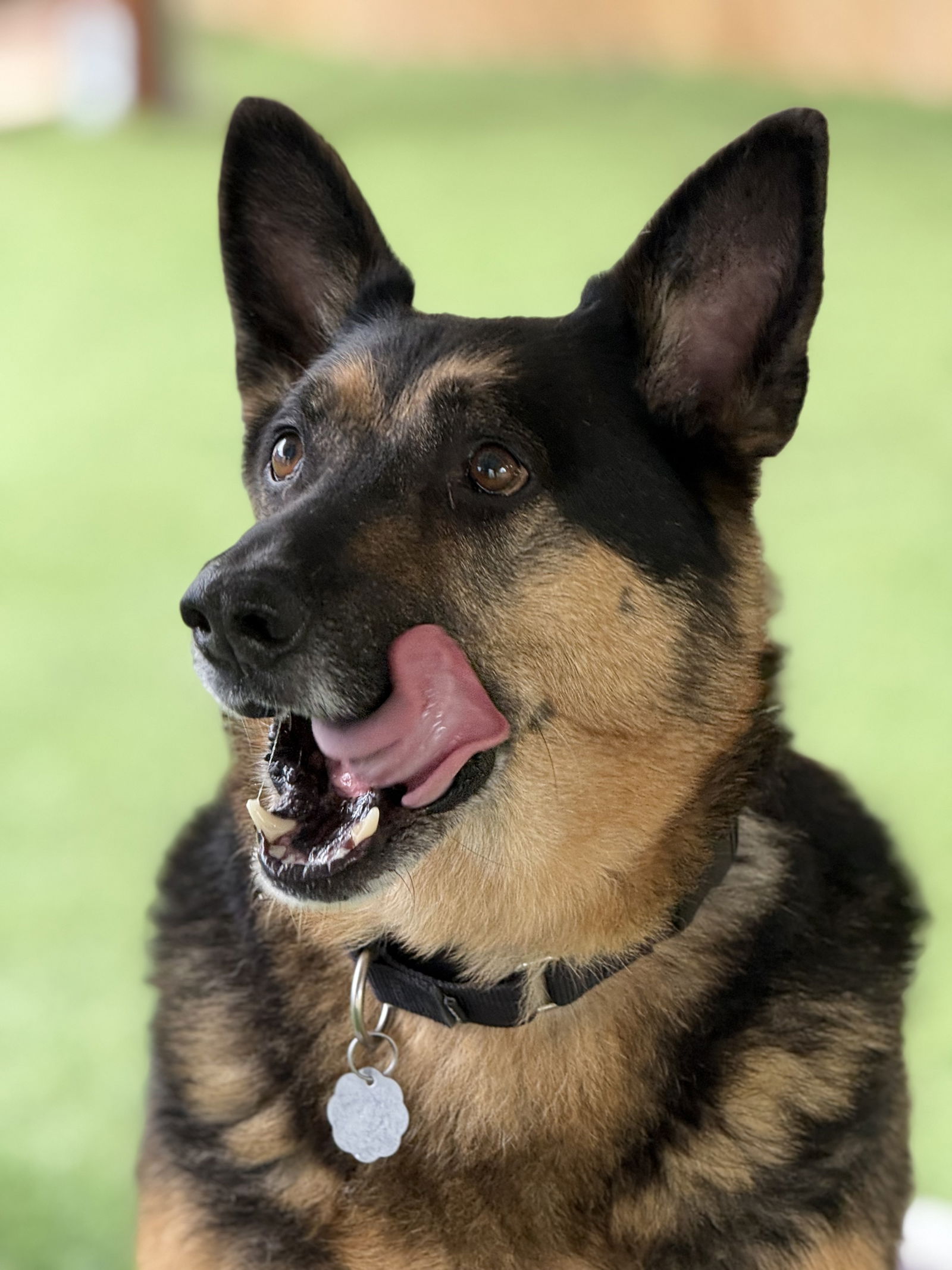 adoptable Dog in San Diego, CA named Gunner II