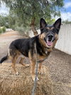 Gunner II - Photo 2