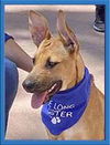 adoptable Dog in  named Nikki