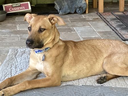 NIKKI - German Shepherd Dog / Pit Bull Terrier available for adoption