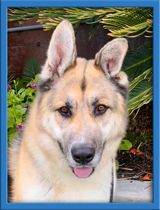 adoptable Dog in San Diego, CA named Sammy II