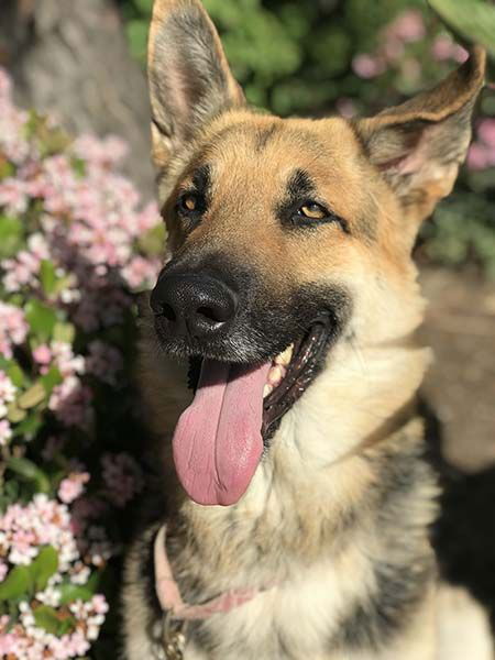 adoptable Dog in San Diego, CA named Ivan