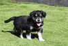 adoptable Dog in  named Gage
