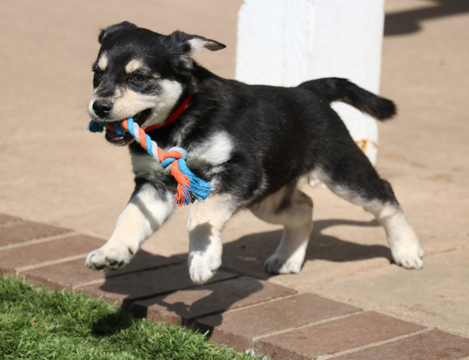 adoptable Dog in San Diego, CA named Gidget