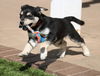 adoptable Dog in  named Gidget