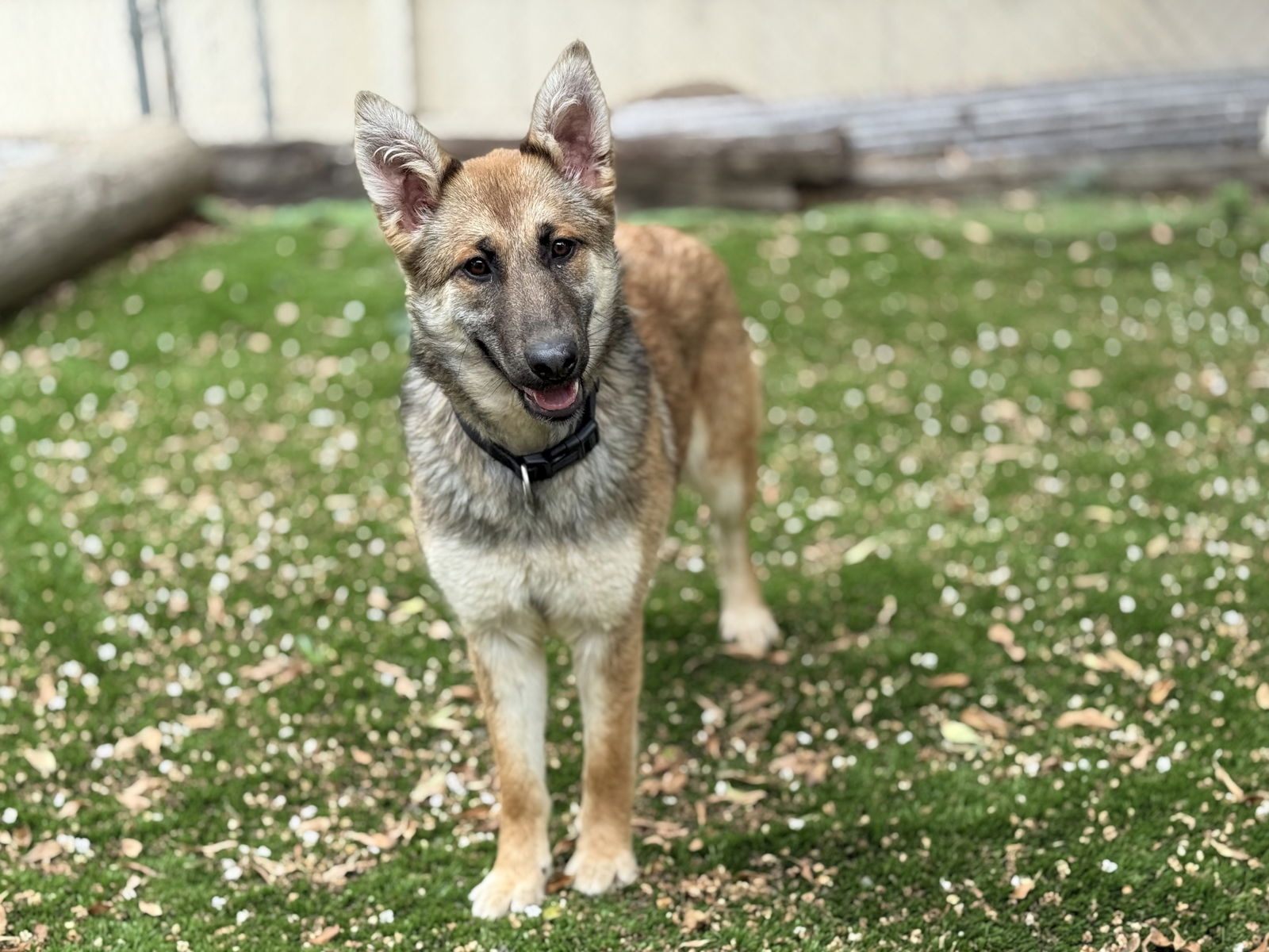 adoptable Dog in San Diego, CA named Foxxy